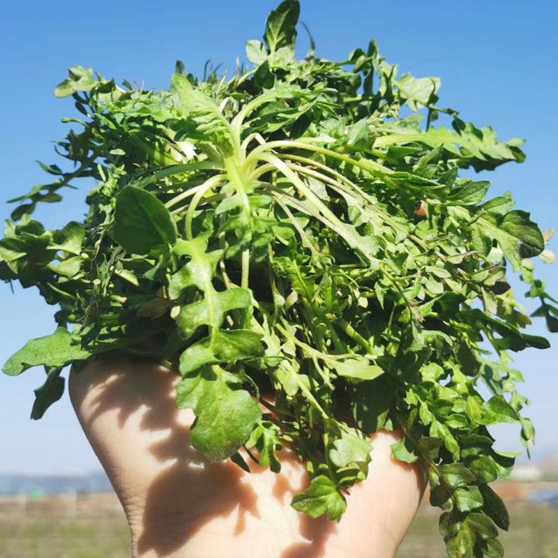 荠菜新鲜5斤野生现挖野菜白花饺子馅应当季荠菜