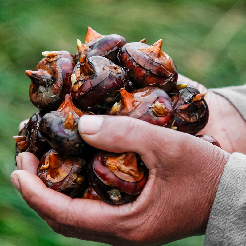 新鲜马蹄现挖5斤广西荸荠大地脆栗当季农家荸荠