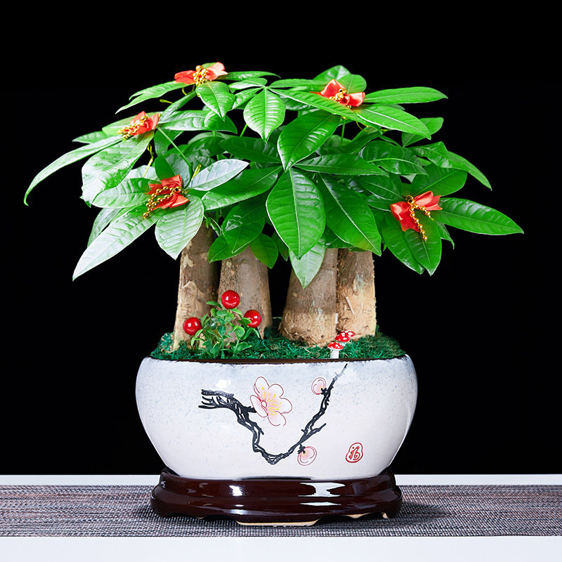 招财树发财树盆栽植物室内大盆盆景办公室客厅四季绿植