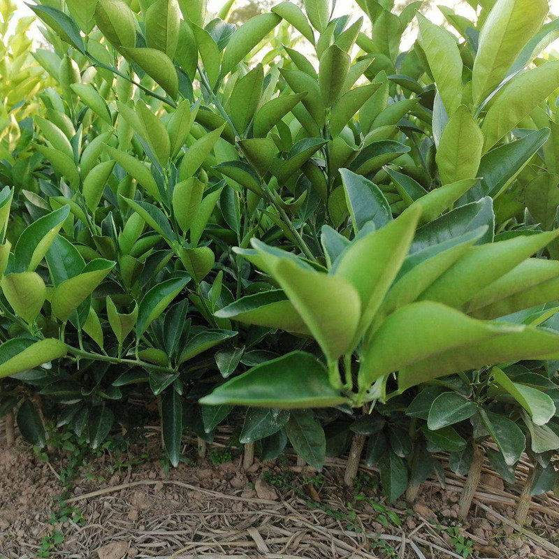 树苗美国果树红心冰糖桔树红桔橘子糖桔嫁接果树