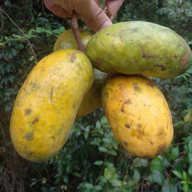 新鲜水果八月九月稀有黄稀有木通知子预知5斤其它