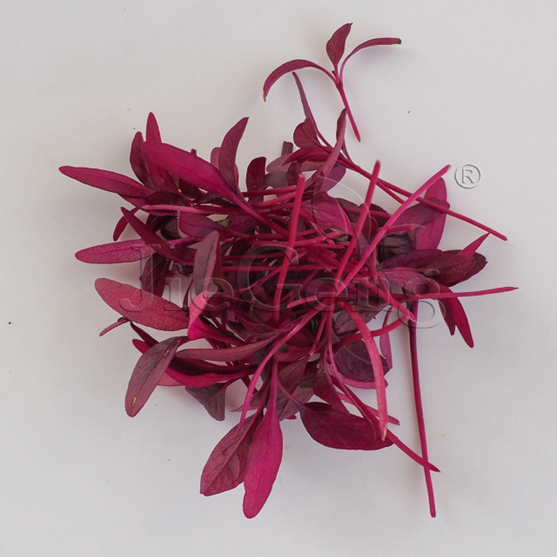 火红苗种子四季种植斯卡纳苗安曼红苗红苋菜微型蔬菜