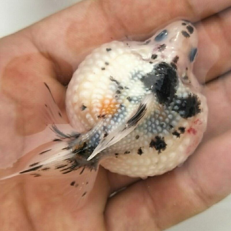 珍珠金鱼观赏鱼冷水鱼鼠头皇冠淡水鱼鱼