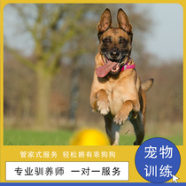 Pet School Pet Training Training Dog Training Dog School Dog Base Dog Training Dog School Behavior Correction