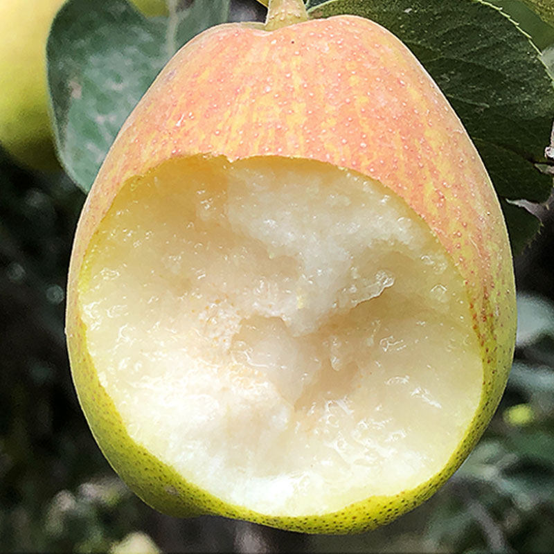 新疆库尔勒香梨10斤带箱新鲜特级梨子雪梨果肉脆甜孕妇水果包邮5