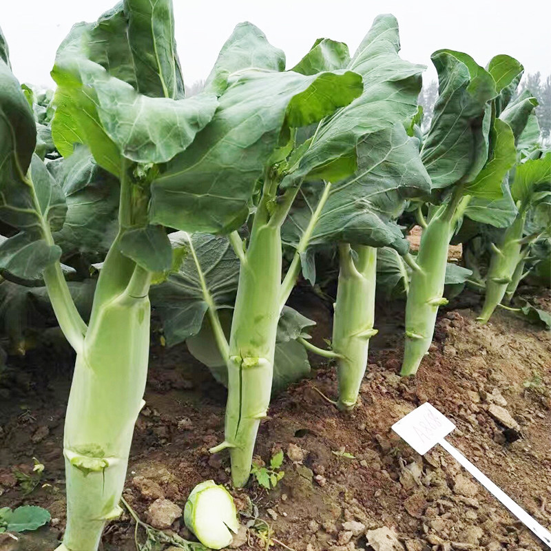 大笋芥兰种子甜脆粗菜心广东中花芥蓝籽四季春秋阳台盆栽蔬菜种孑