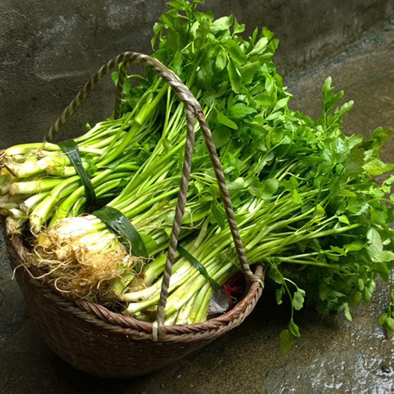 四季野生生水芹菜种子小香香芹山青菜种籽阳台家庭园艺种子