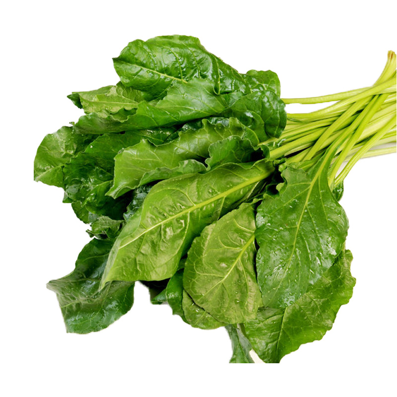 根达菜种子劈菜牛皮菜厚皮菜君达菜多次采收特色蔬菜种子农家菜籽