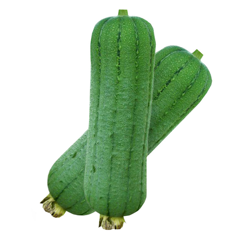 丝瓜玉兔兔肉种子杂交短棒棱瓜寿光瓜籽高产家庭园艺种子