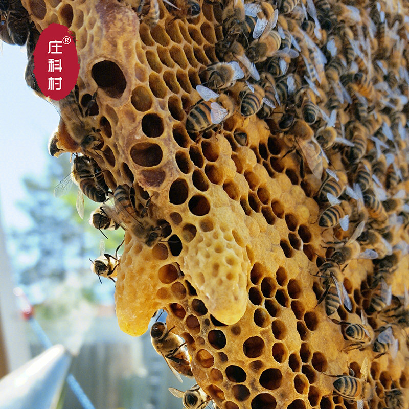 蜂王产卵王产卵新产杂交王杂交高产阿坝交尾种王台授粉蜂