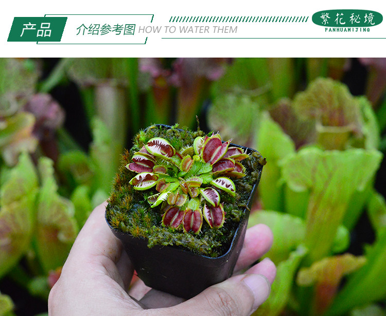 模糊牙捕蝇草变异稀有品种牙齿融合特价包邮食虫植物