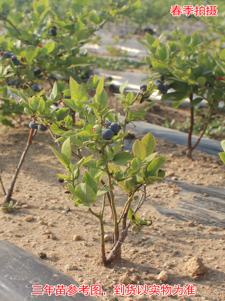 结果蓝莓盆栽地栽果树耐寒耐热全国种植易活包果树
