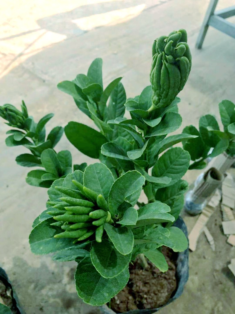 佛手植物金华橘带大果发室内观花卉盆景盆栽绿植