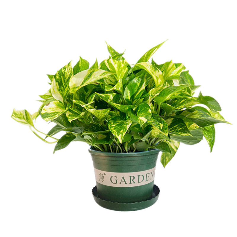 绿萝盆栽花叶室内甲醛客厅植物花卉懒人大叶绿植