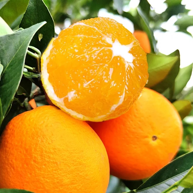 秭归伦晚夏橙手剥甜橙5斤现摘现发