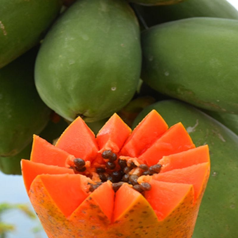 木瓜广西红心牛奶大木9斤新鲜水果现摘当季木瓜