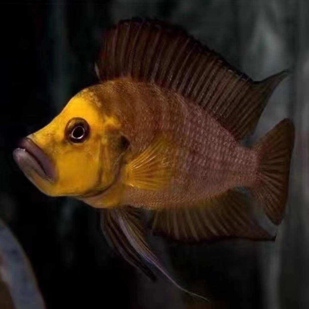 虎鱼喷虎黄金金头裕白三湖慈鲷坦鲷活体观赏鱼鱼