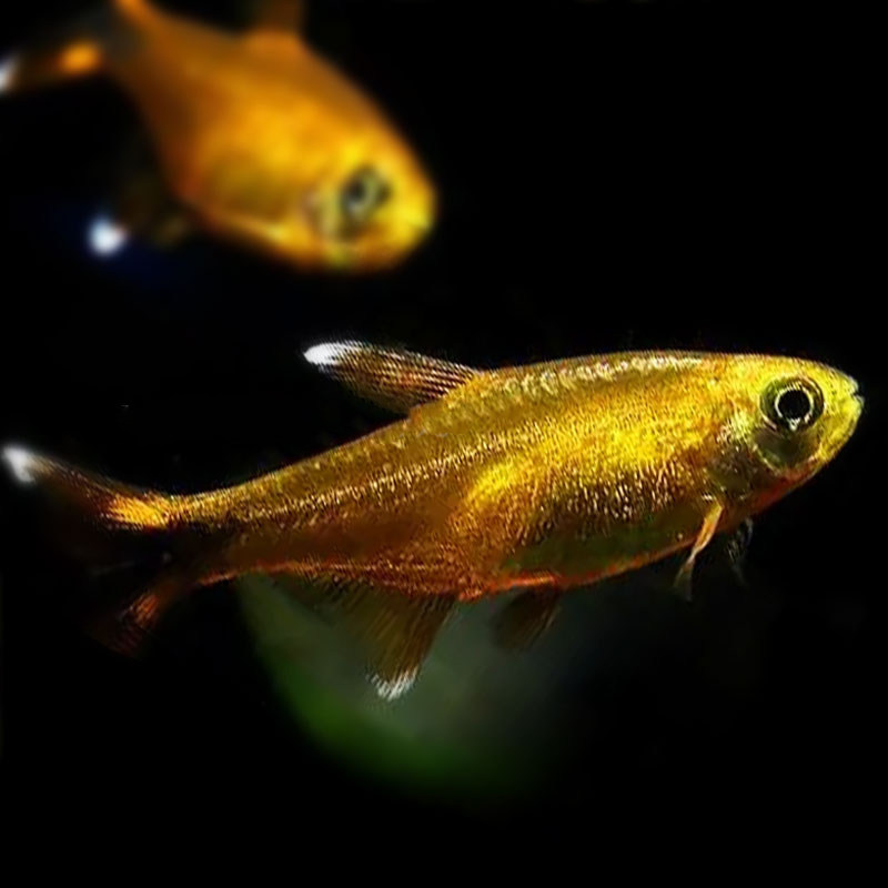 迷你灯鱼银尖热带鱼观赏鱼淡水鱼中层灯科小型鱼草鱼