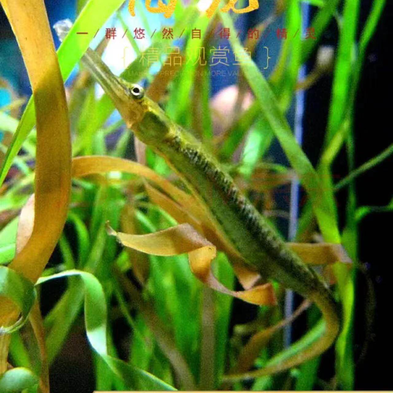 海龙淡水短吻红腹长吻娜迦热带观赏活体鱼