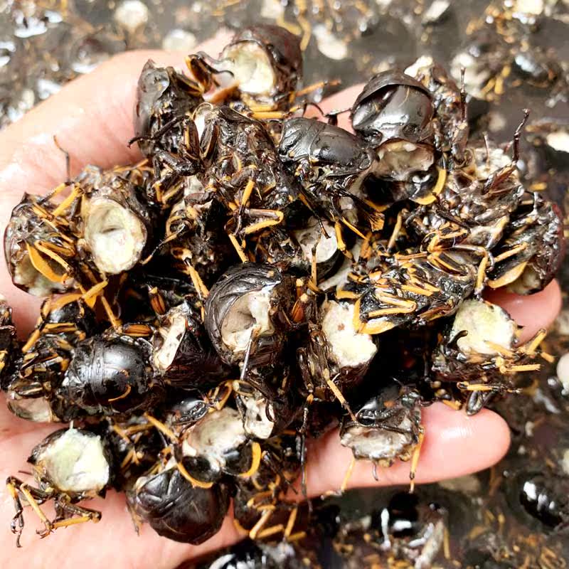 知了鲜活冷冻永康特产速冻脊背新鲜去头头尾其它生肉制品