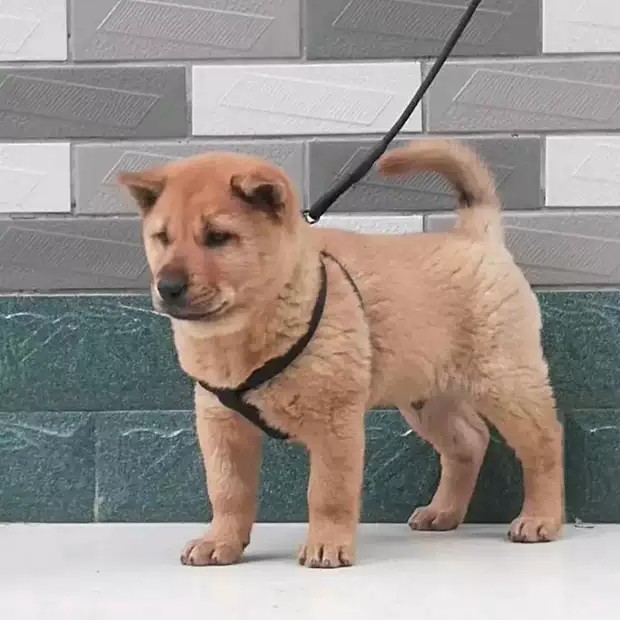 广西原生态田园犬土猎土狗