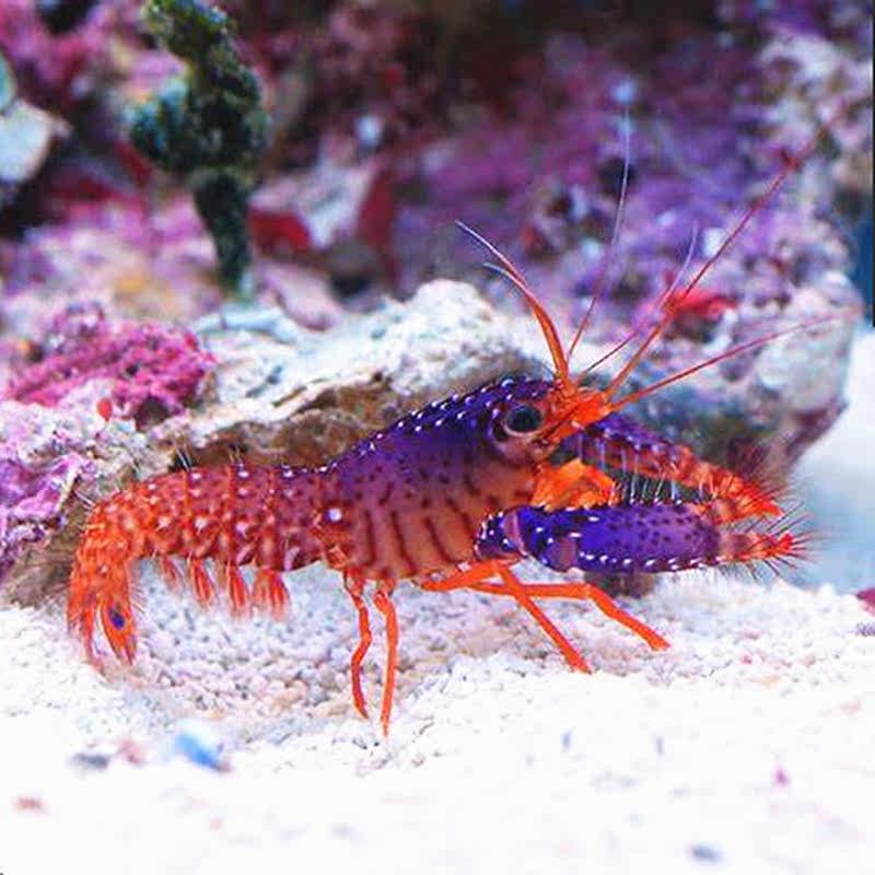 海水紫光鳌虾观赏虾鱼水族宠物活体顺丰虾
