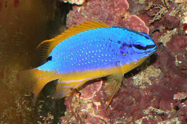 斐济魔海海水观赏鱼雀雕鱼