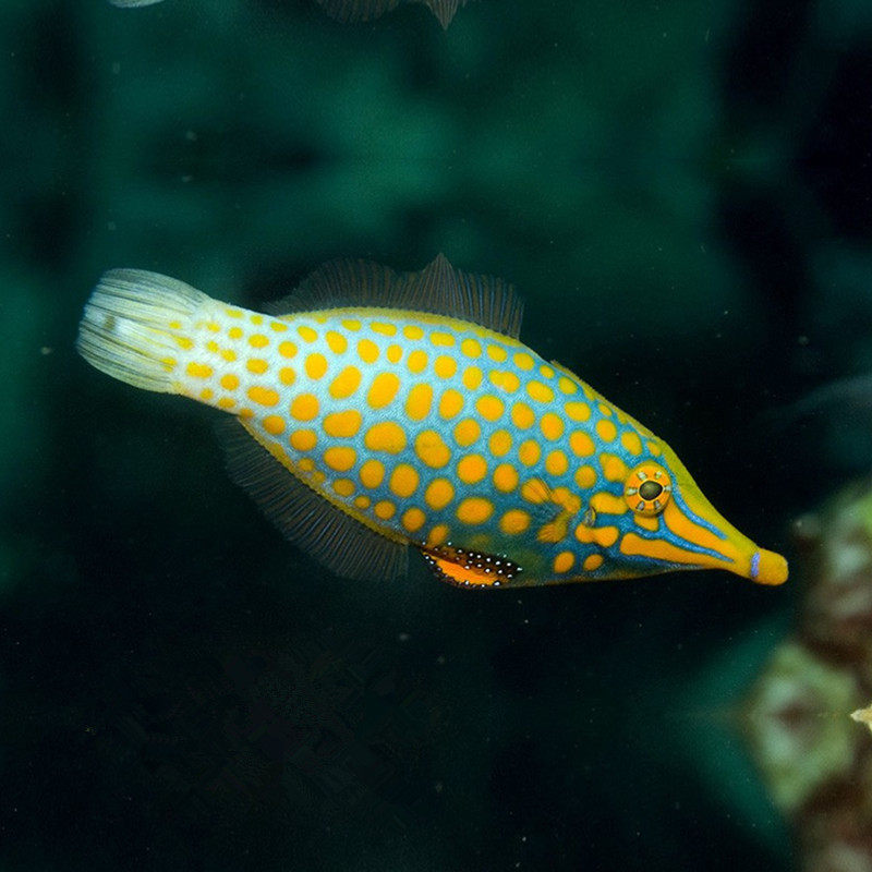 玉米炮弹海水观赏鱼活体顺丰包活鱼