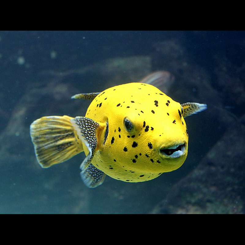 夏威夷黄金狗头鱼海水观赏鱼水族宠物活体顺丰