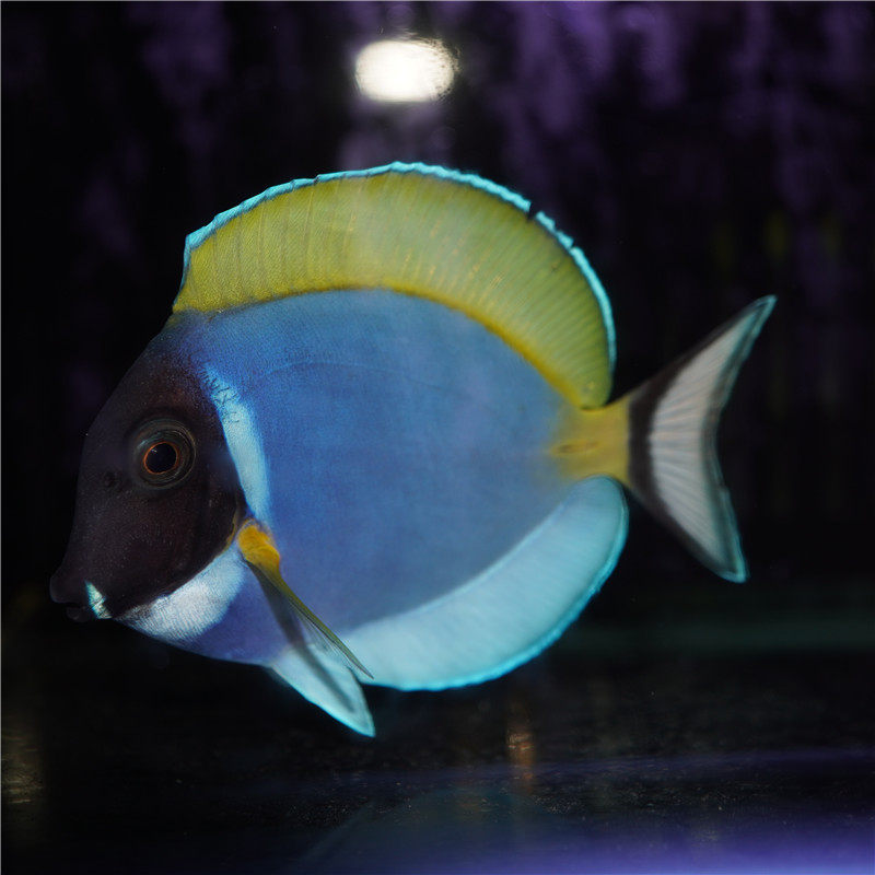 马代粉蓝吊鱼海水观赏鱼倒吊