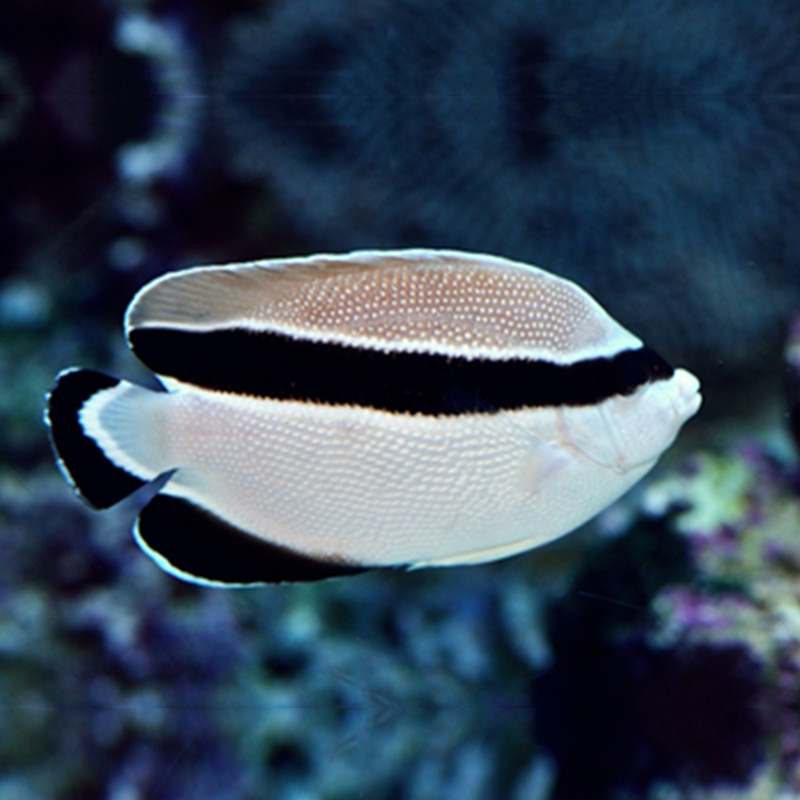 贼仙海水神仙鱼海鱼活鱼海水观赏鱼水族宠物活体鱼