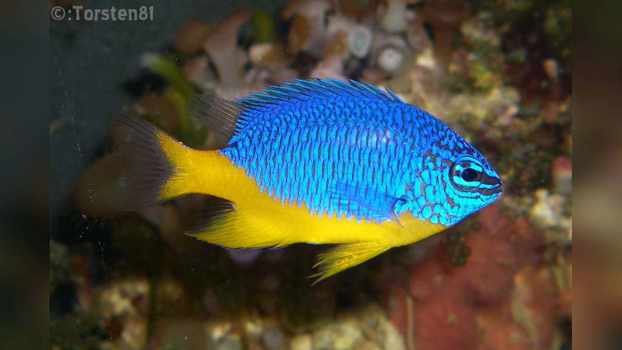 黄肚蓝魔雀鲷海水观赏鱼活体水族宠物顺丰包活