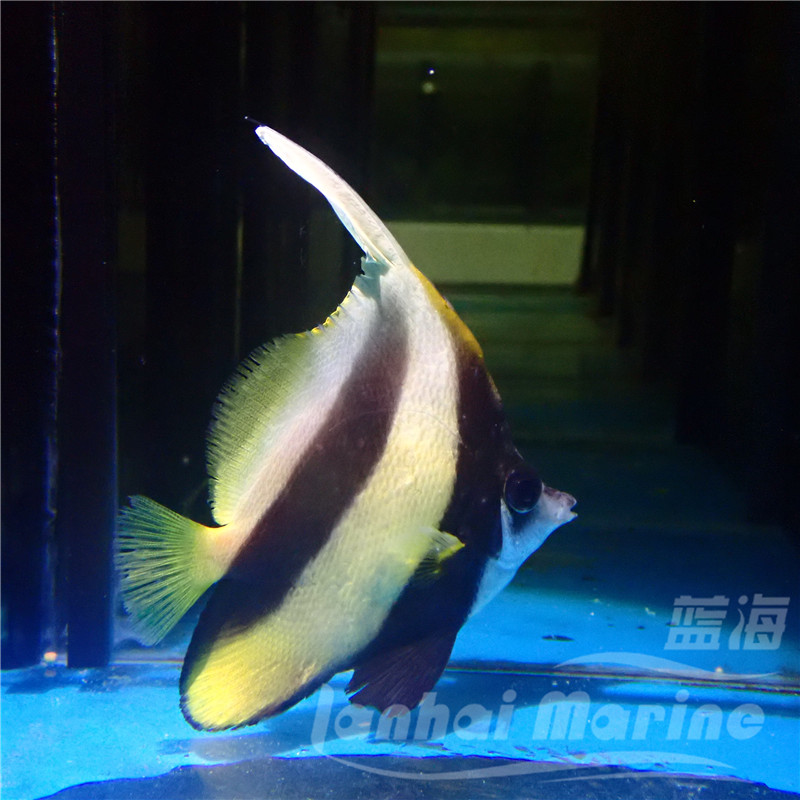 红海海金关刀鱼