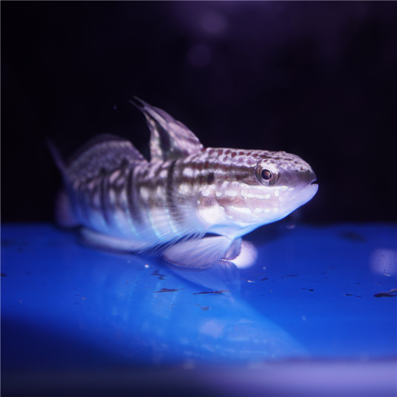 林哥虾虎子弹虾虎鱼海水观赏鱼水族宠物活体翻沙虾虎