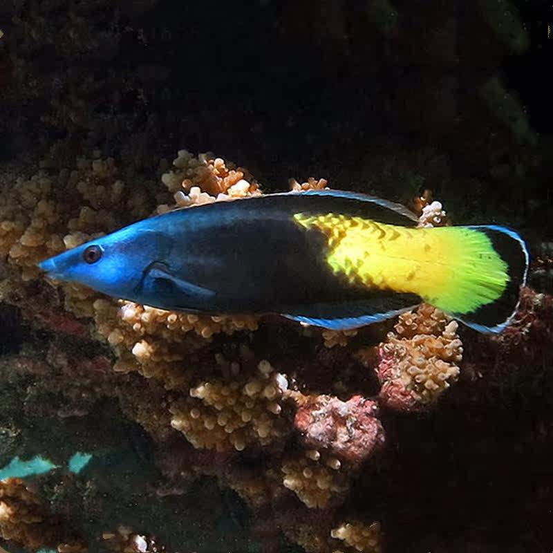 海水医生王鱼鱼隆头观赏鱼海鱼活体水族宠物顺丰鱼