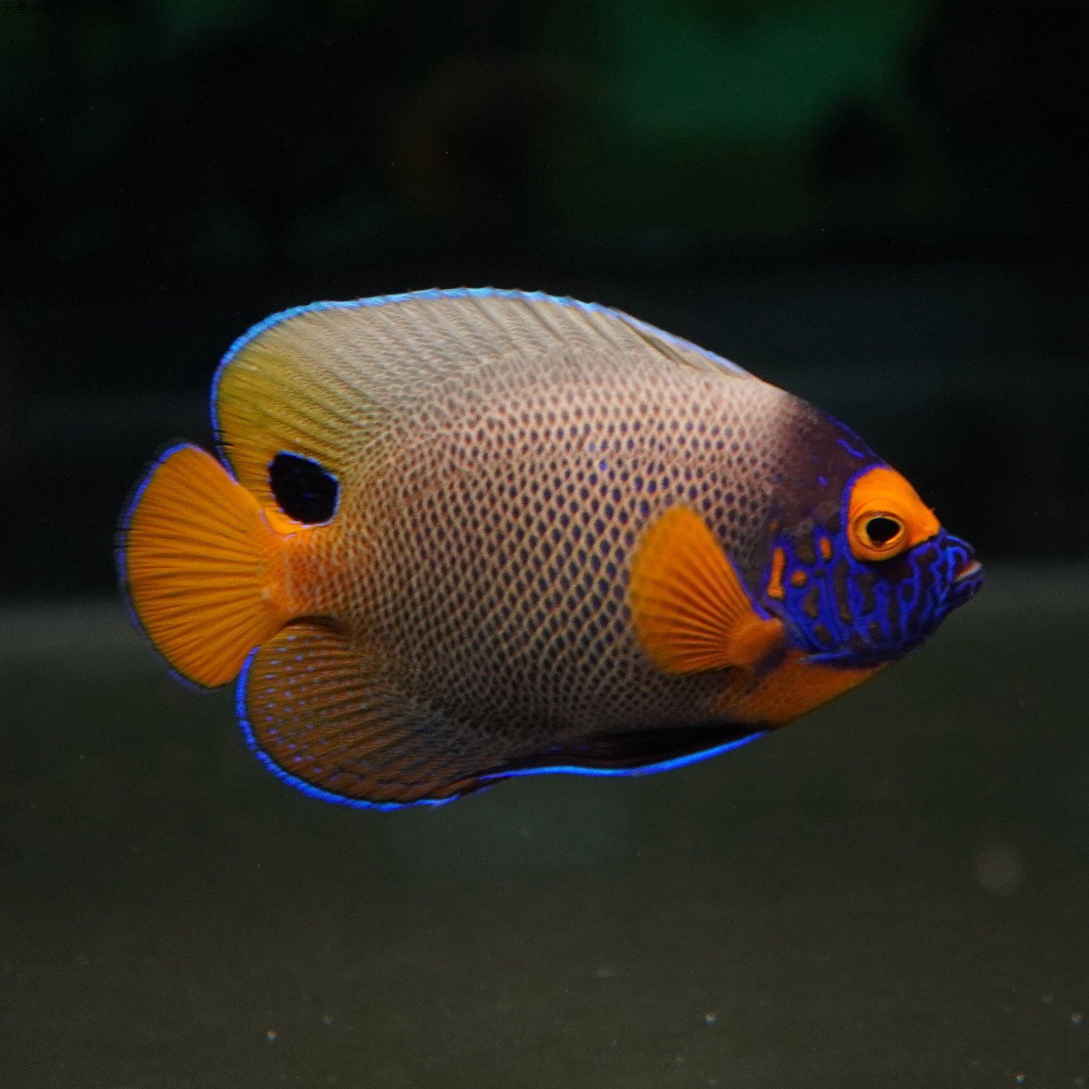 蓝面神仙仙鱼海水观赏鱼宠物顺丰活体包活鱼