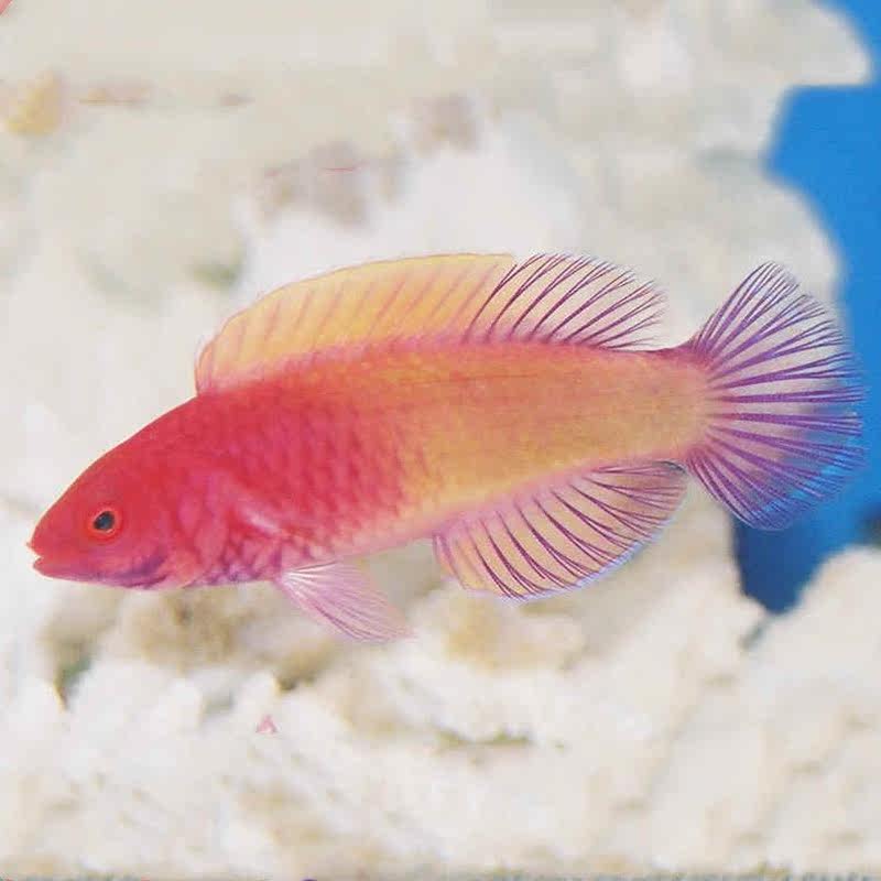 海水马代丝绒雀鱼鱼隆头观赏鱼海鱼活体水族宠物鱼