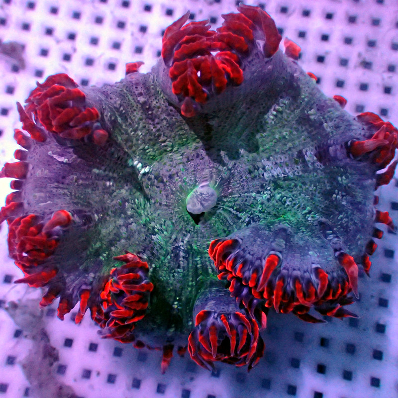 美国石葵双色海水观赏海葵软体生物水族宠物其它水族宠物