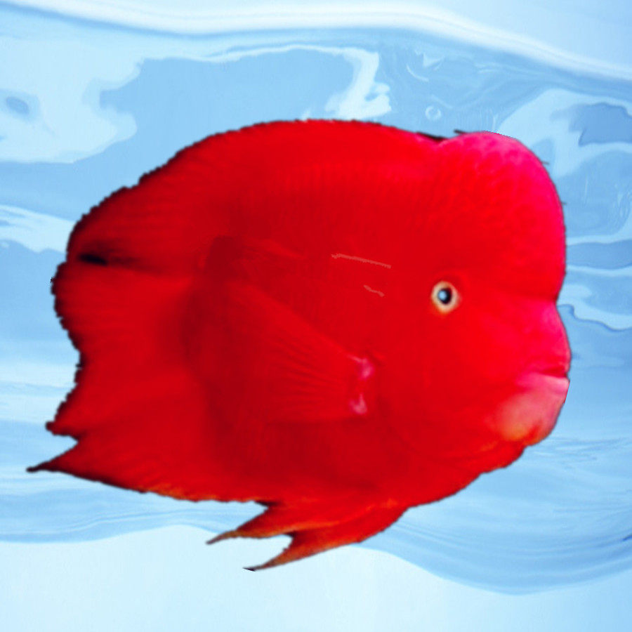 热带观赏鱼起头红鹦鹉招财鱼红财神发财鱼银龙龙鱼鱼