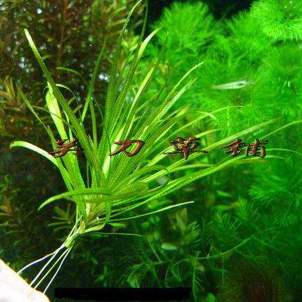 水草小型中景水族叶水族草铺水下关刀1株责藻水草