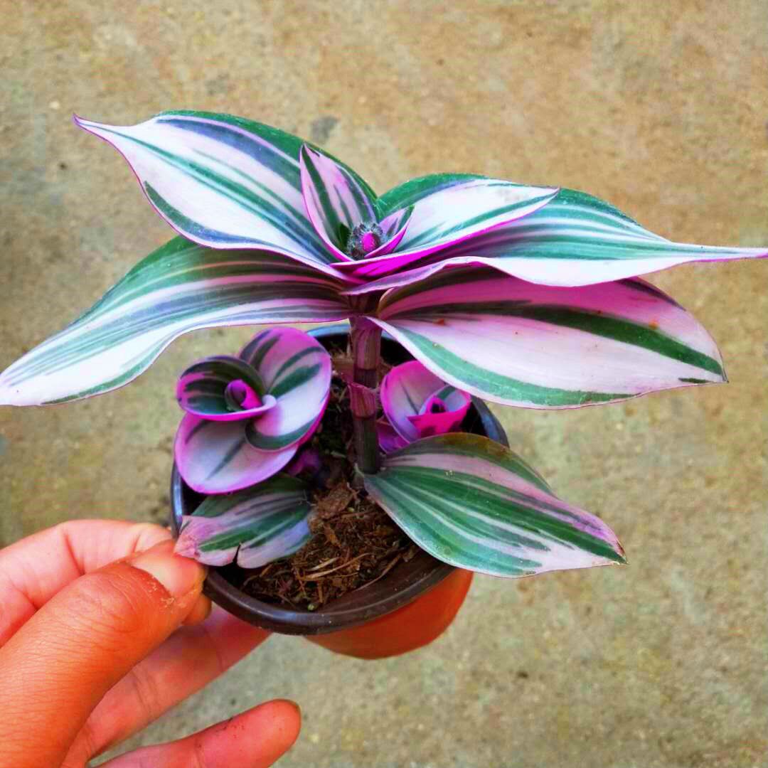 吊兰油画婚礼花卉新品兰锦盆栽三色好养绿植花卉