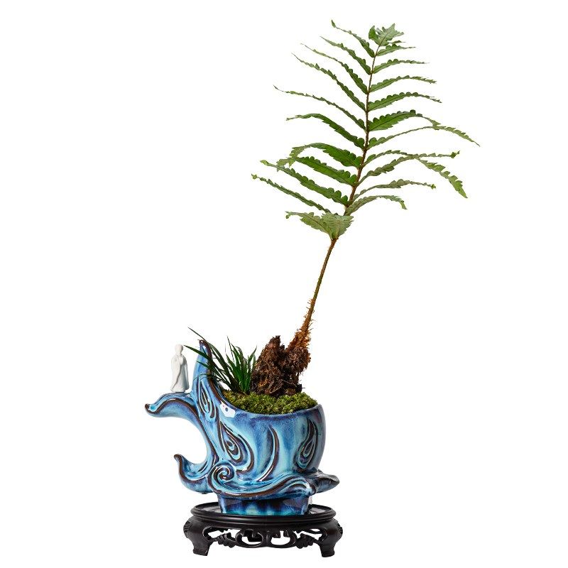 盆栽红叶桫椤蕨类植物树苗室内办公室禅意净化绿植