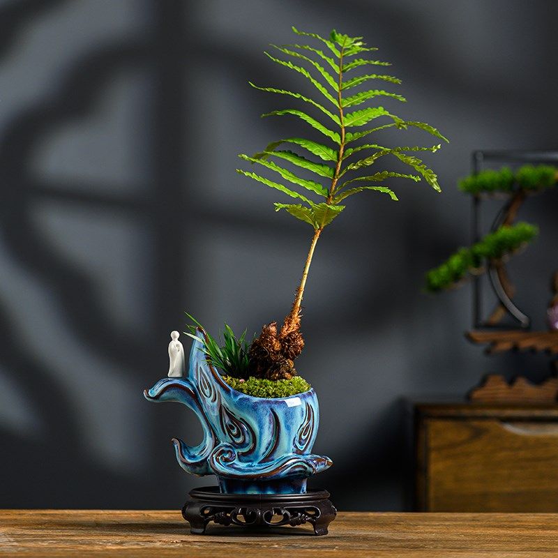 盆栽红叶桫椤蕨类植物树苗室内办公室禅意净化绿植