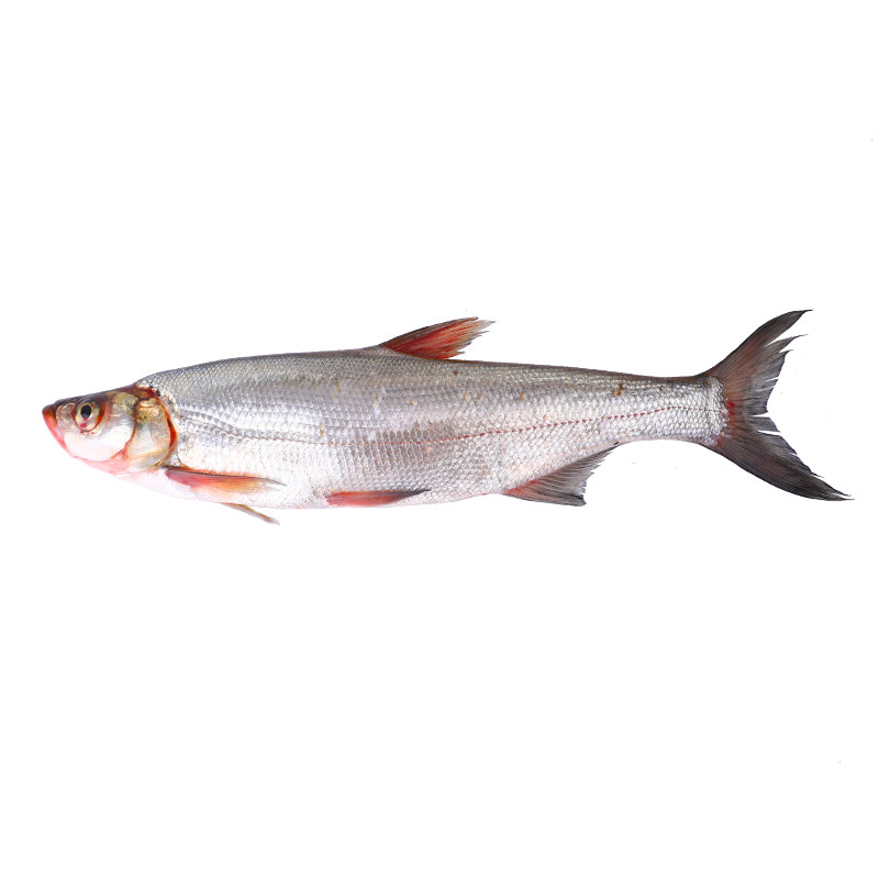 洞庭湖新鲜野生大白刁刁子鱼翘嘴鱼现杀现发 白鱼鲜鱼500g包邮