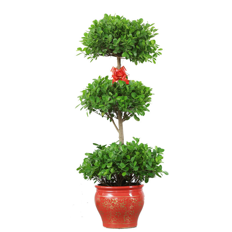 摇钱树多头榕树植物室内盆景租赁大型大型绿植