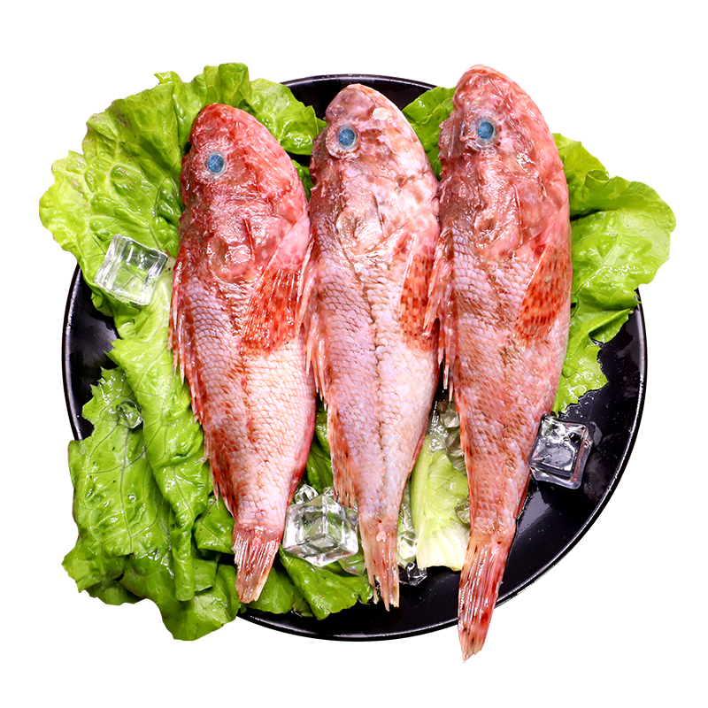 东海野生虎头鱼新鲜水产深海鱼新鲜冷冻老虎鱼深海海鲜一斤2条装