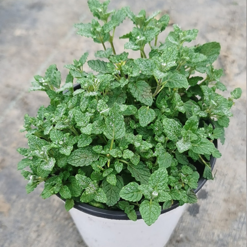 草莓薄荷小虫草堂驱蚊草除虫草莓味道食用清香泡水凉拌香草盆栽