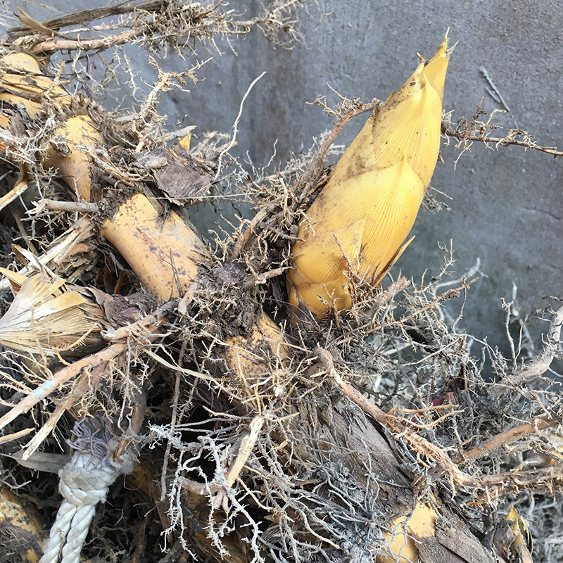 毛竹楠竹大型竹子食用竹笋笋竹根毛四季常青观叶