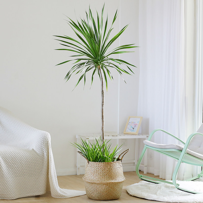 芳然龙须树大盆盆栽室内客厅高杆造型植物龙血大型绿植