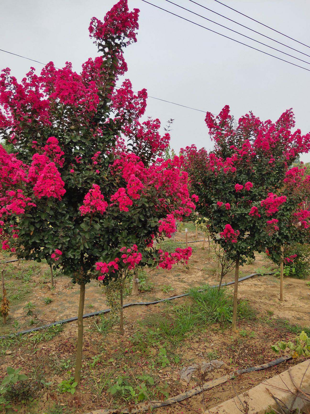 美国紫薇花树苗红火箭紫薇花苗红火球天鹅绒红花紫薇庭